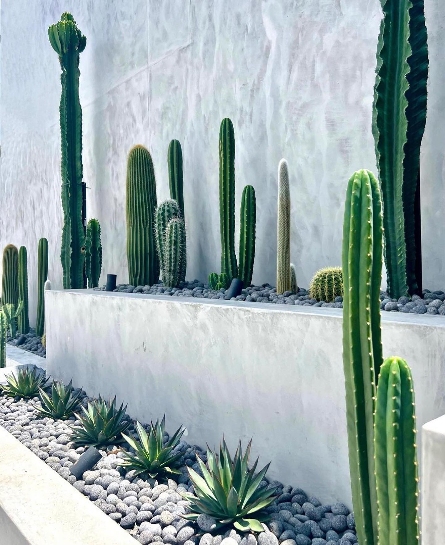 cactus garden ideas