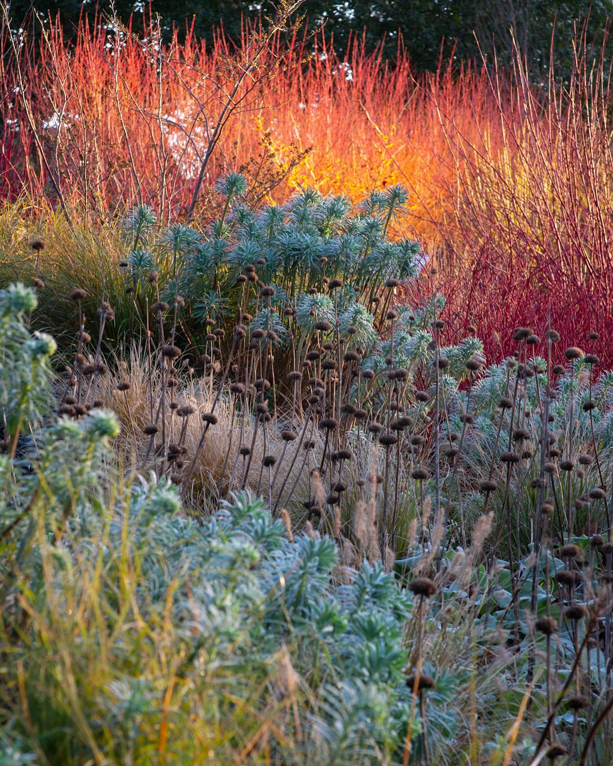 winter garden planters