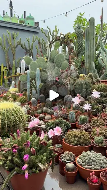 cactus garden ideas