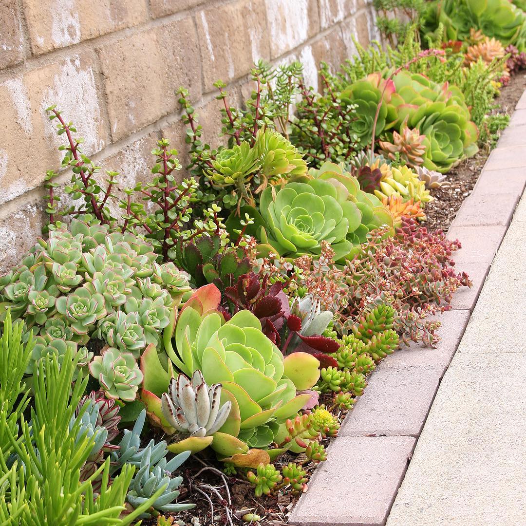 succulent garden ideas