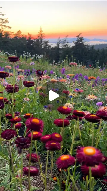 wildflower garden ideas