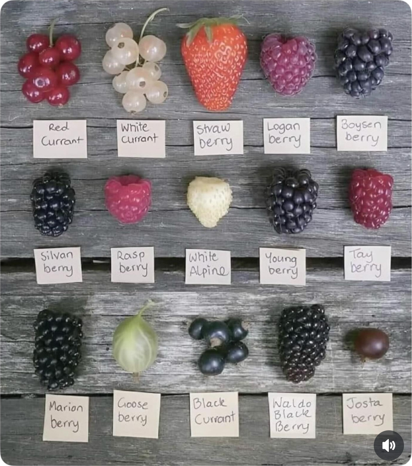 edible garden ideas