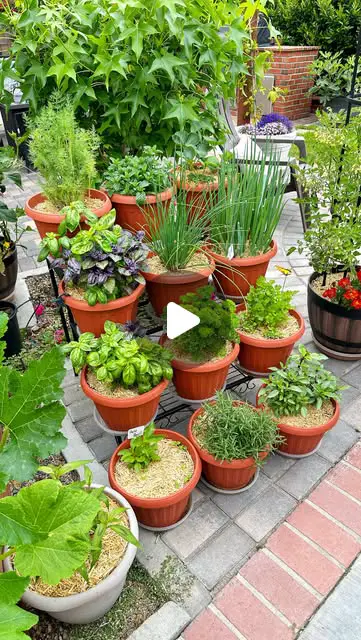 container gardening ideas