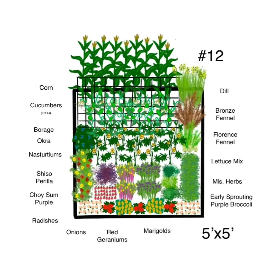 vegetable garden layout