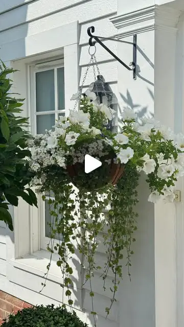 hanging basket ideas