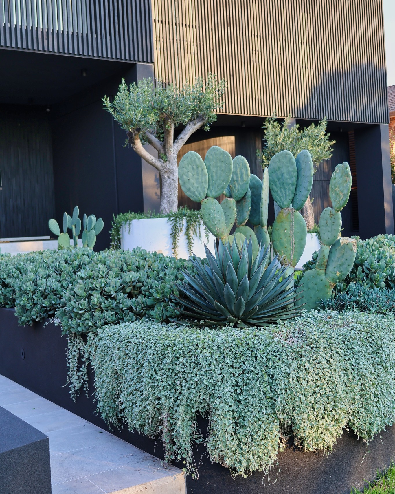 cactus garden ideas