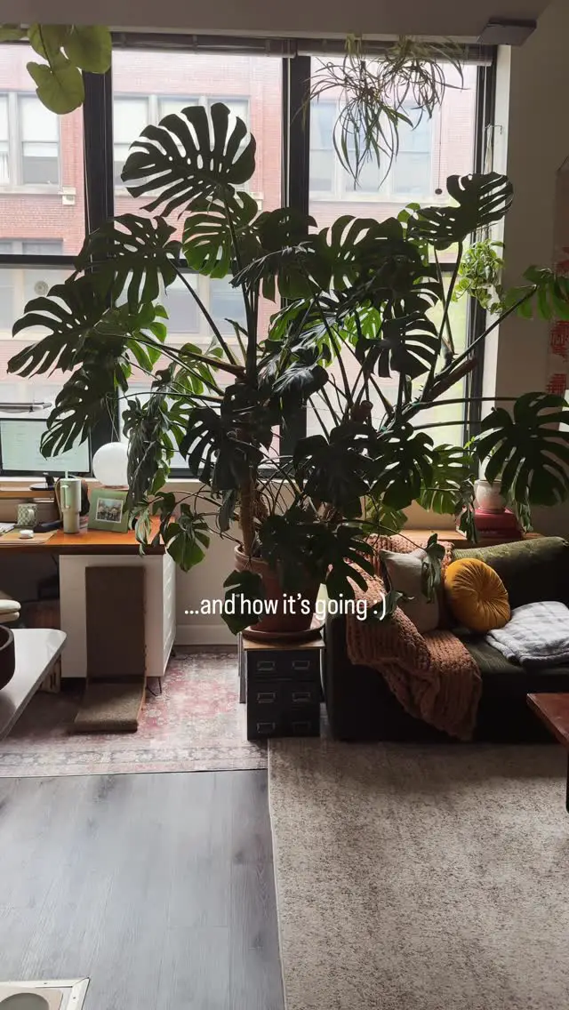 plant filled apartment