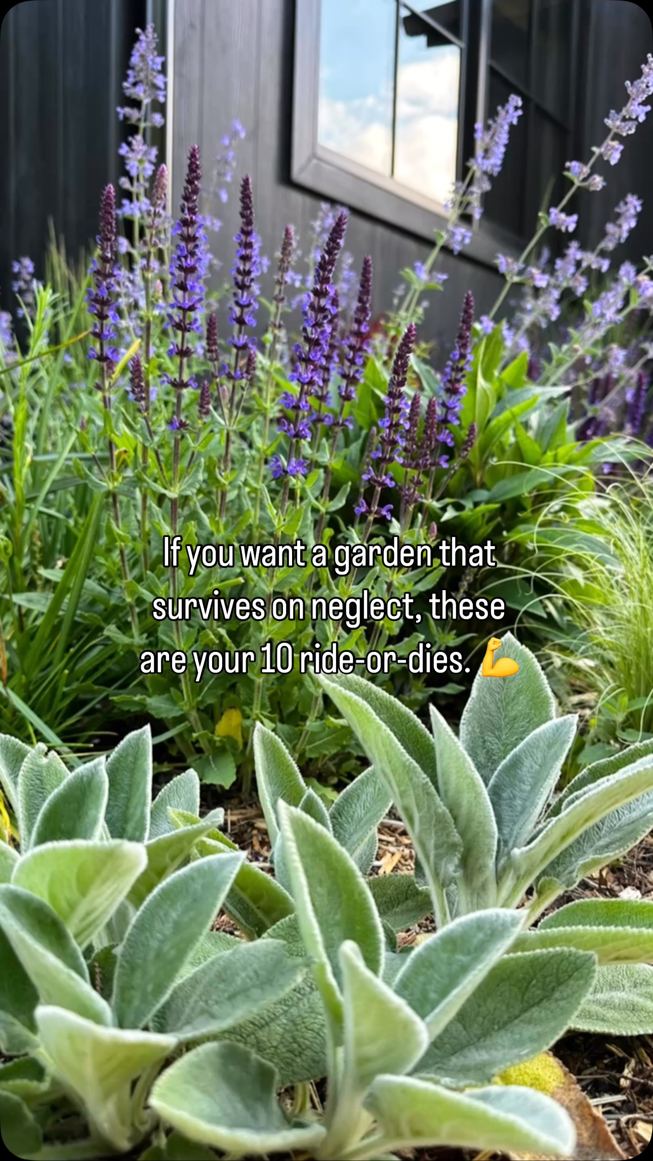 low water garden ideas