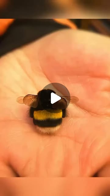 bee friendly garden ideas