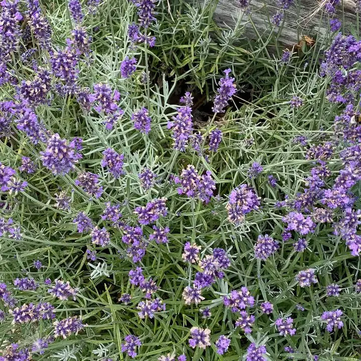 bee friendly garden ideas