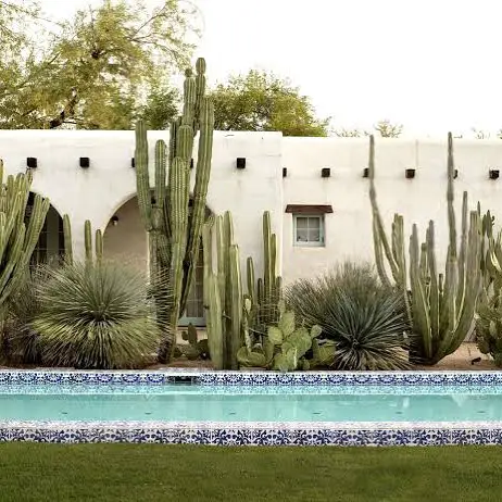 cactus garden ideas