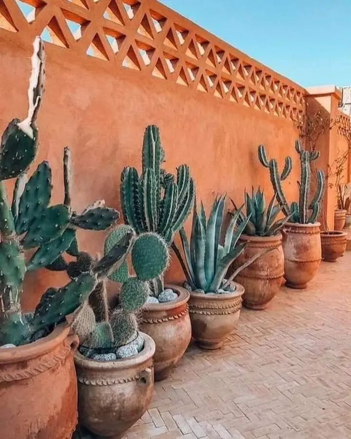 cactus garden ideas