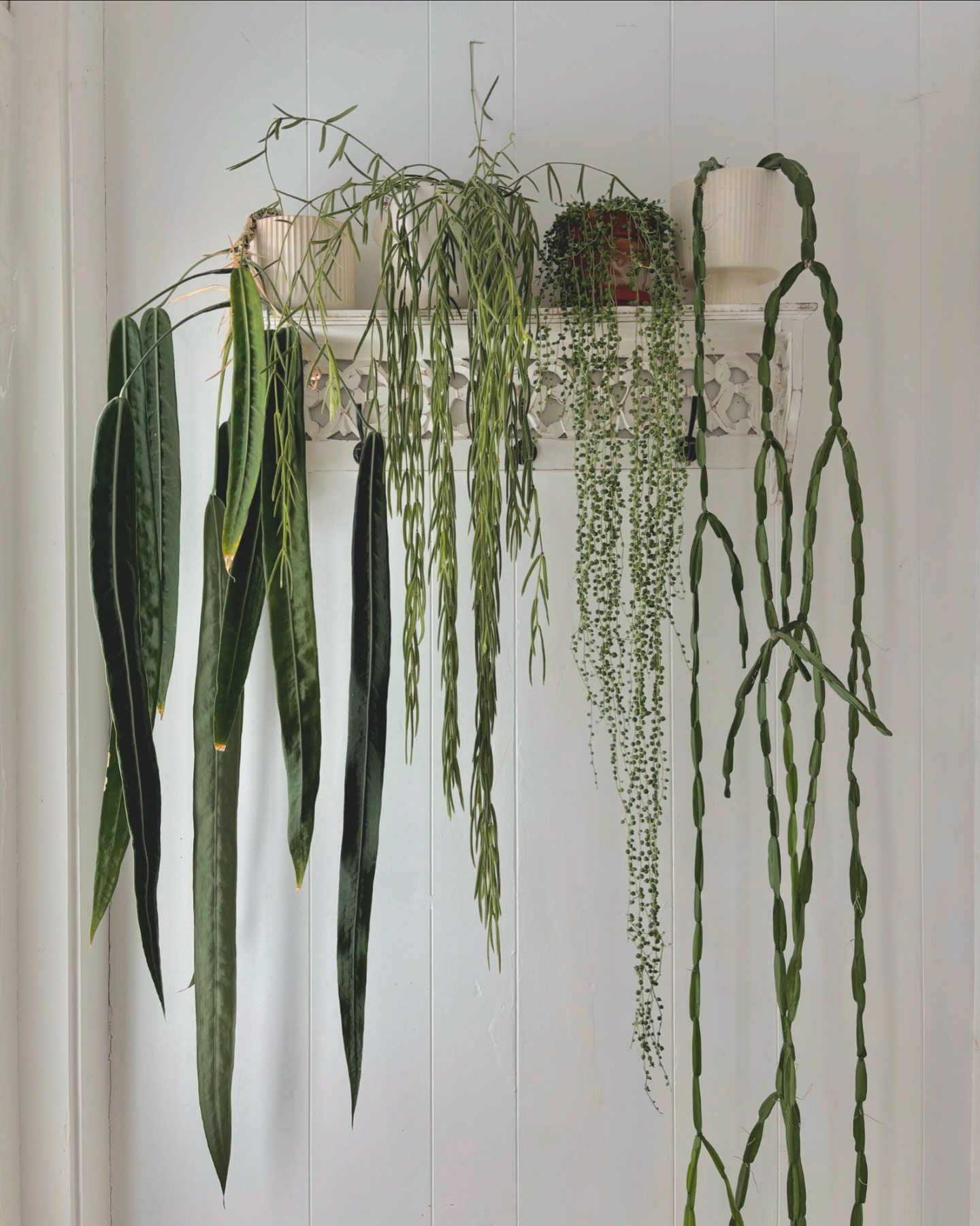 plant shelf styling