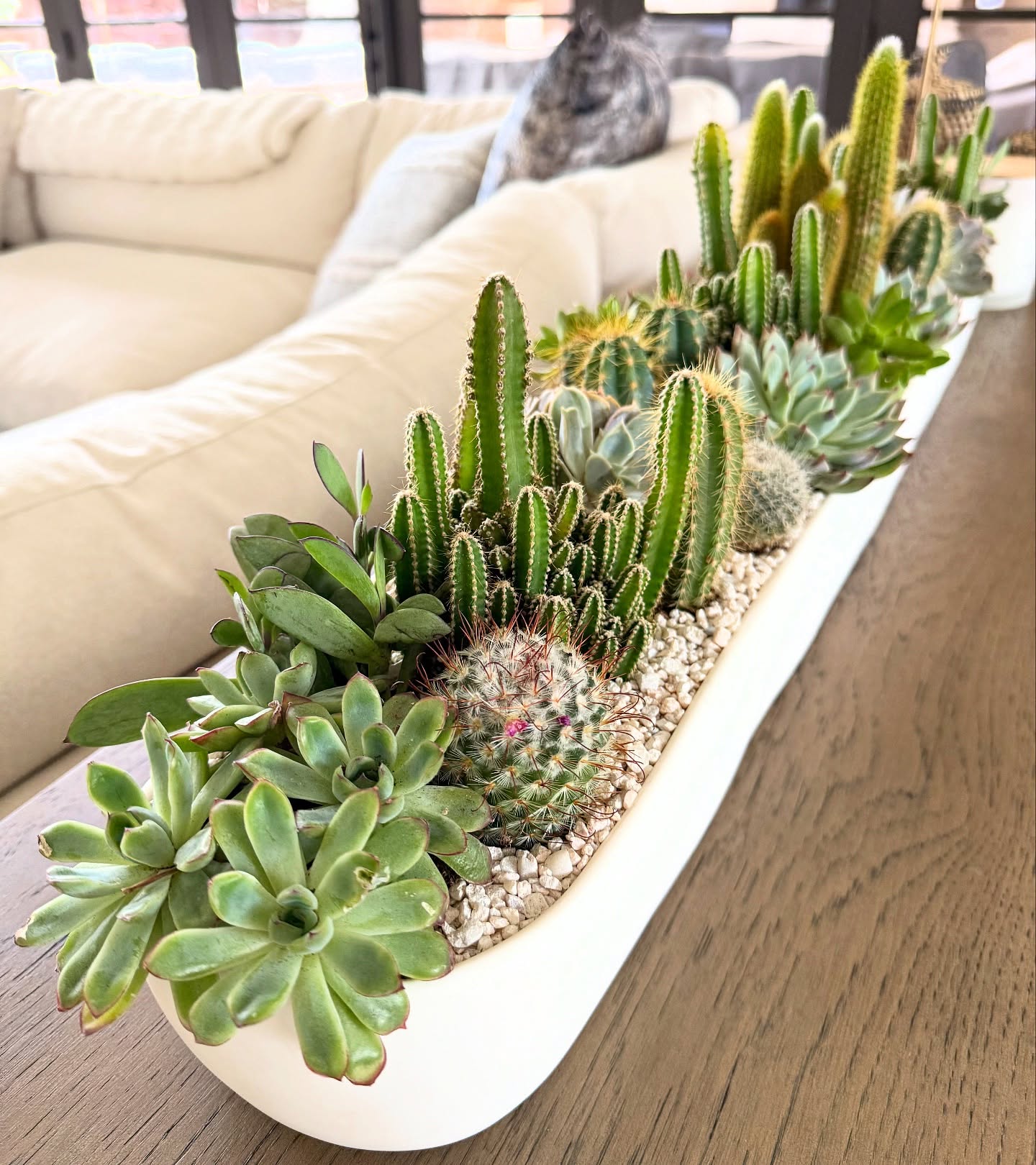 cactus garden ideas