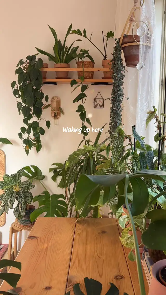 bedroom plant decor