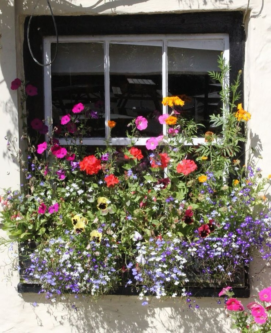 window box ideas