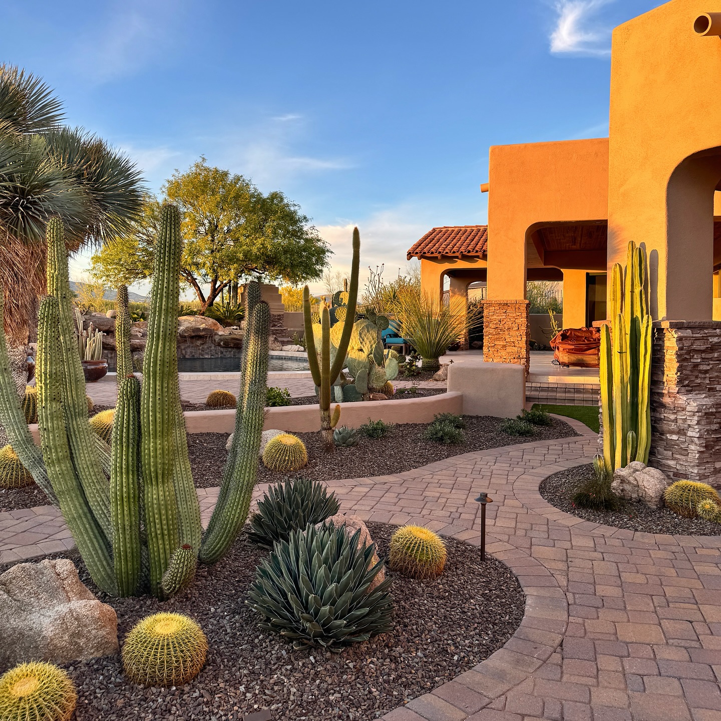 cactus garden ideas