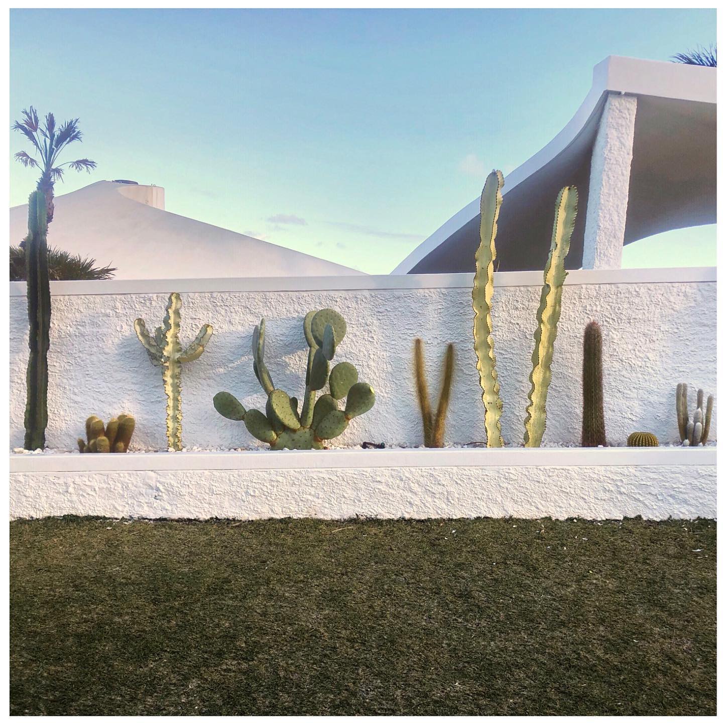 cactus garden ideas