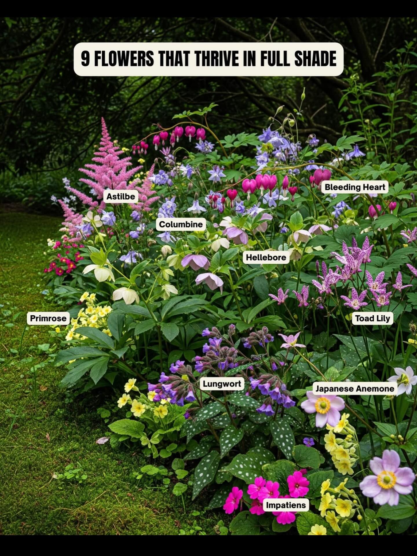 shade garden ideas