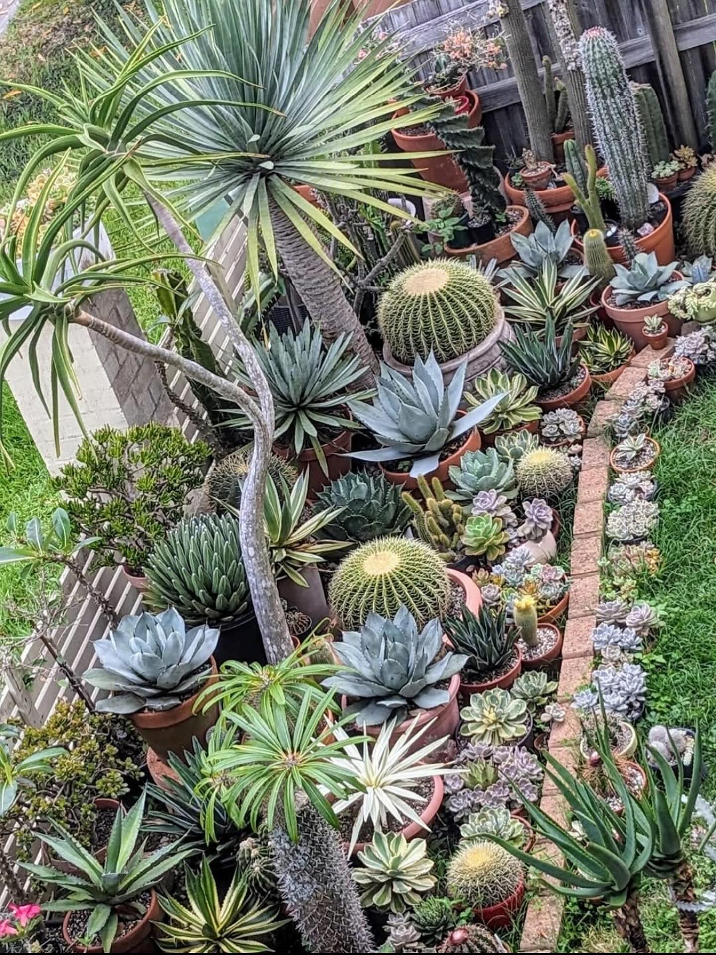 cactus garden ideas