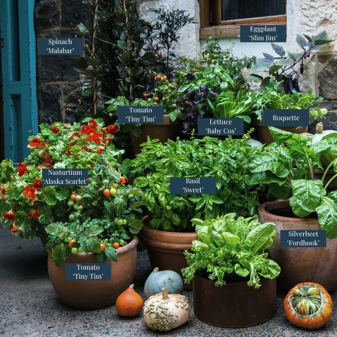 winter garden planters