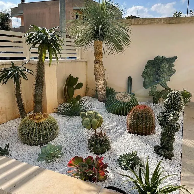 cactus garden ideas