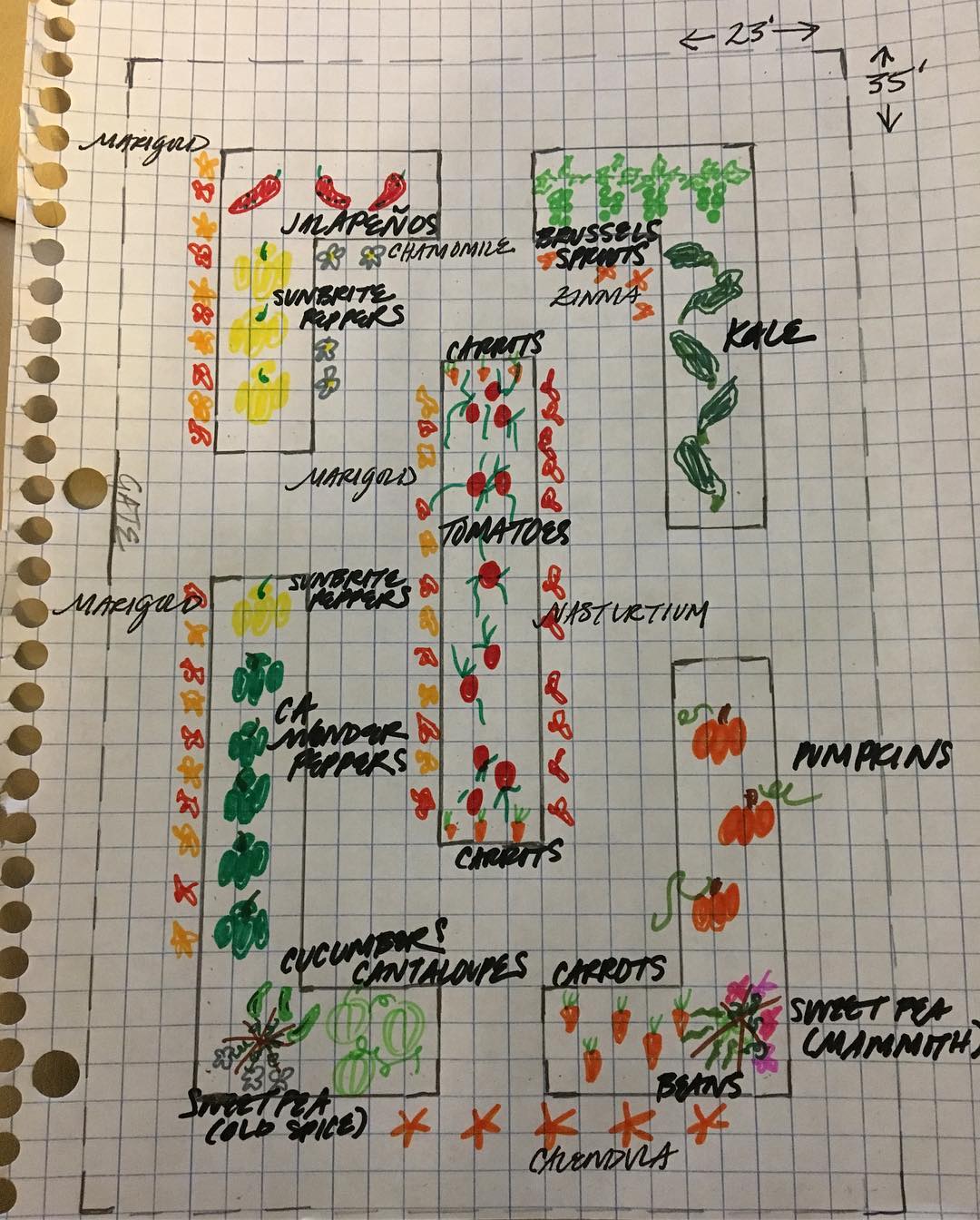 vegetable garden layout
