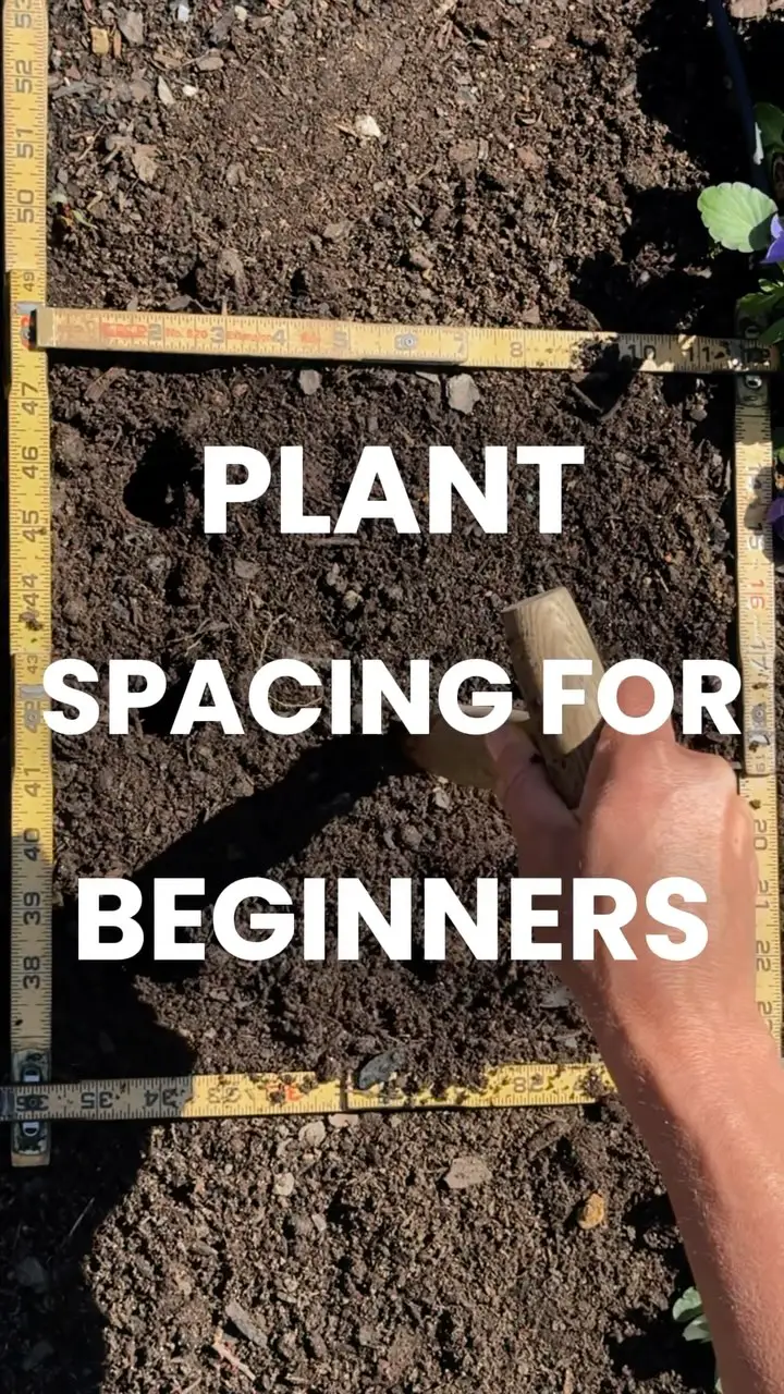 vegetable garden layout