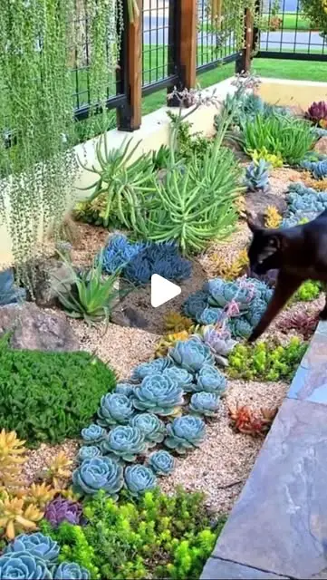 succulent garden ideas