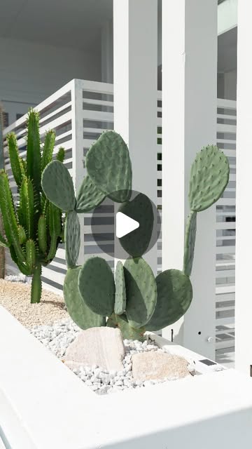 cactus garden ideas