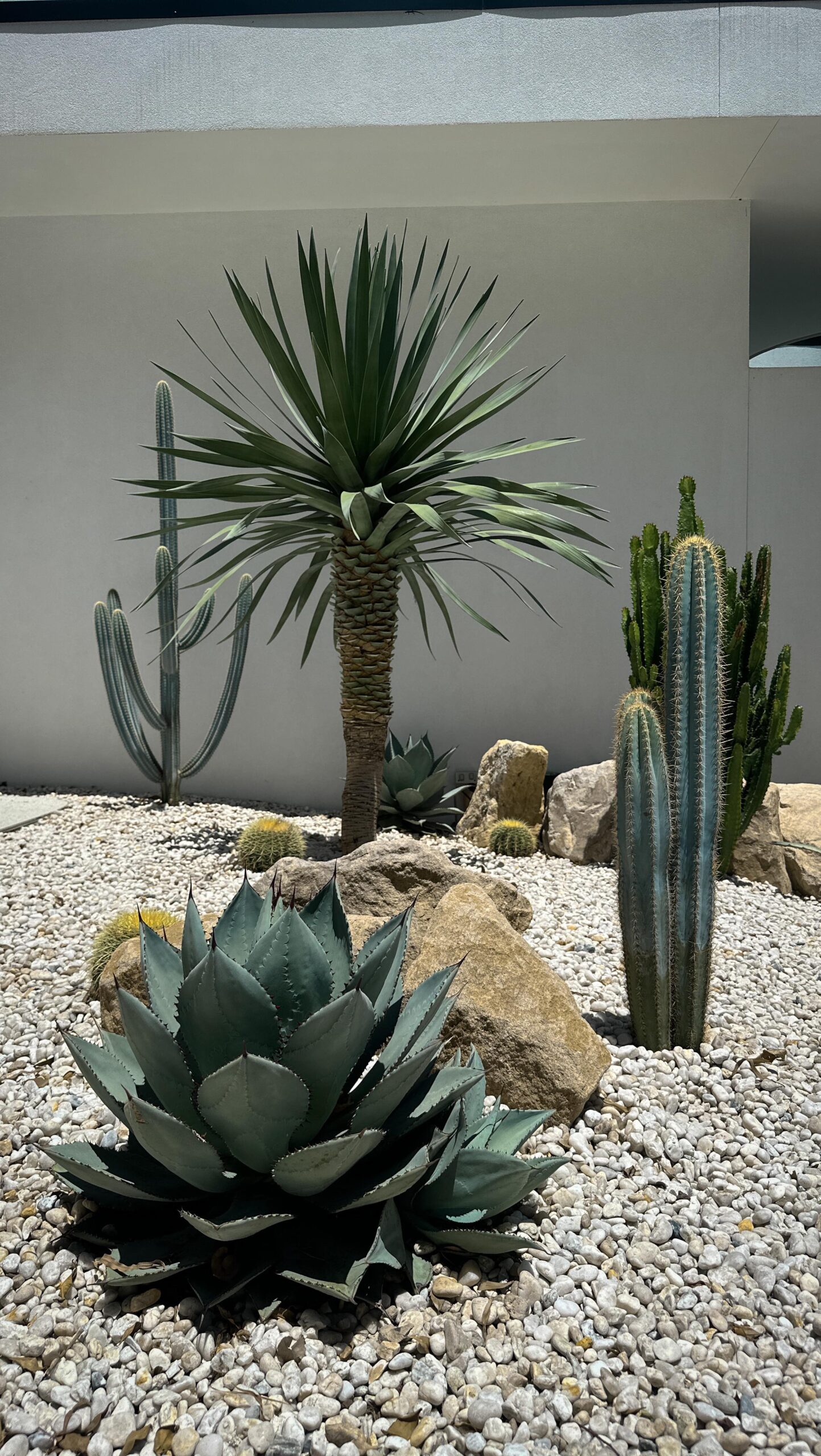 cactus garden ideas