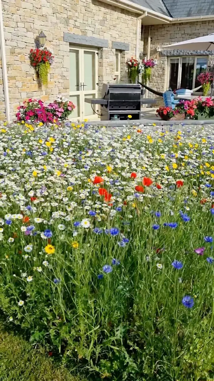 wildflower garden ideas