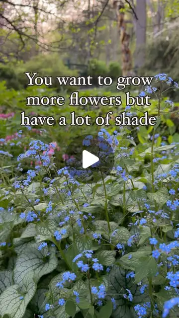 shade garden ideas
