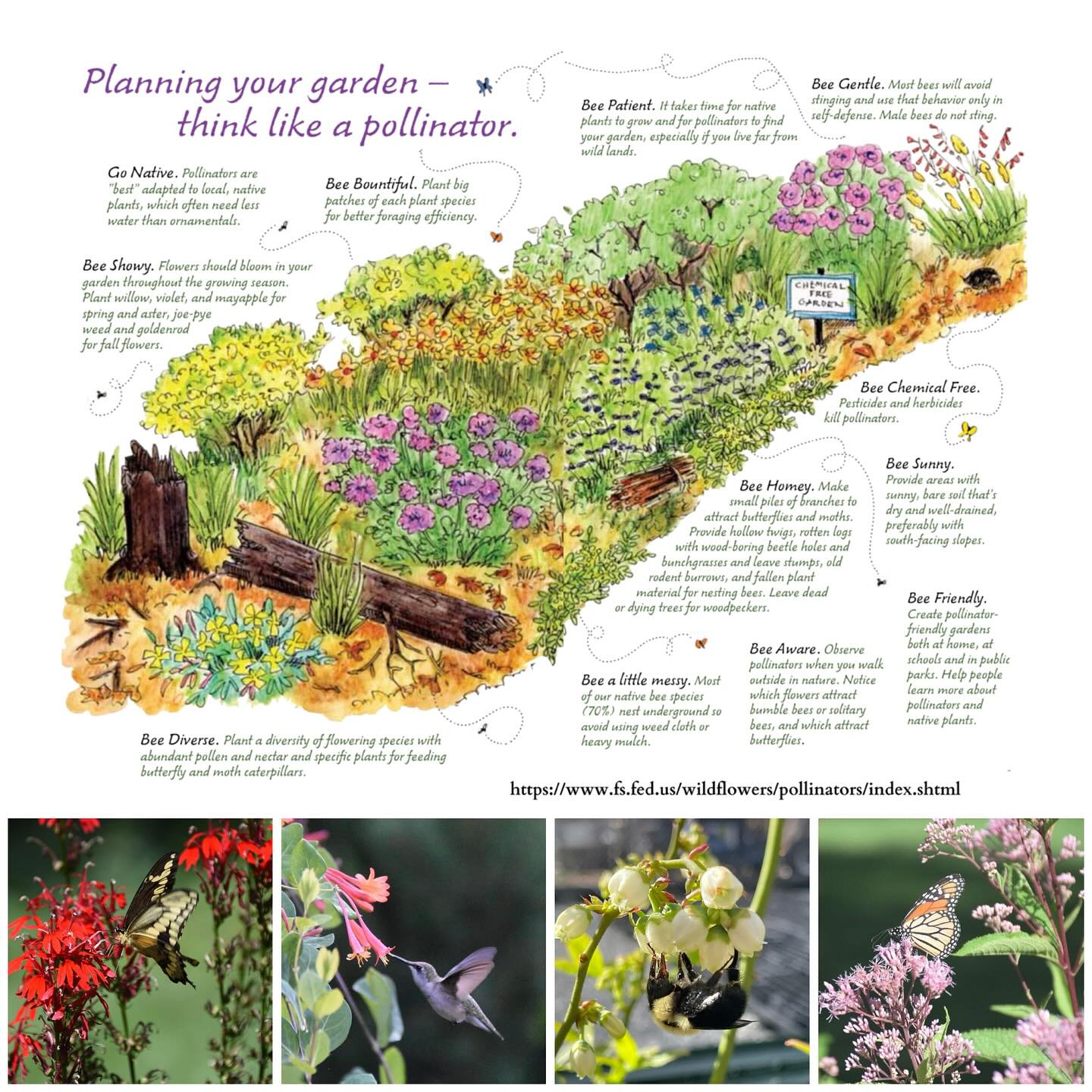 pollinator garden ideas