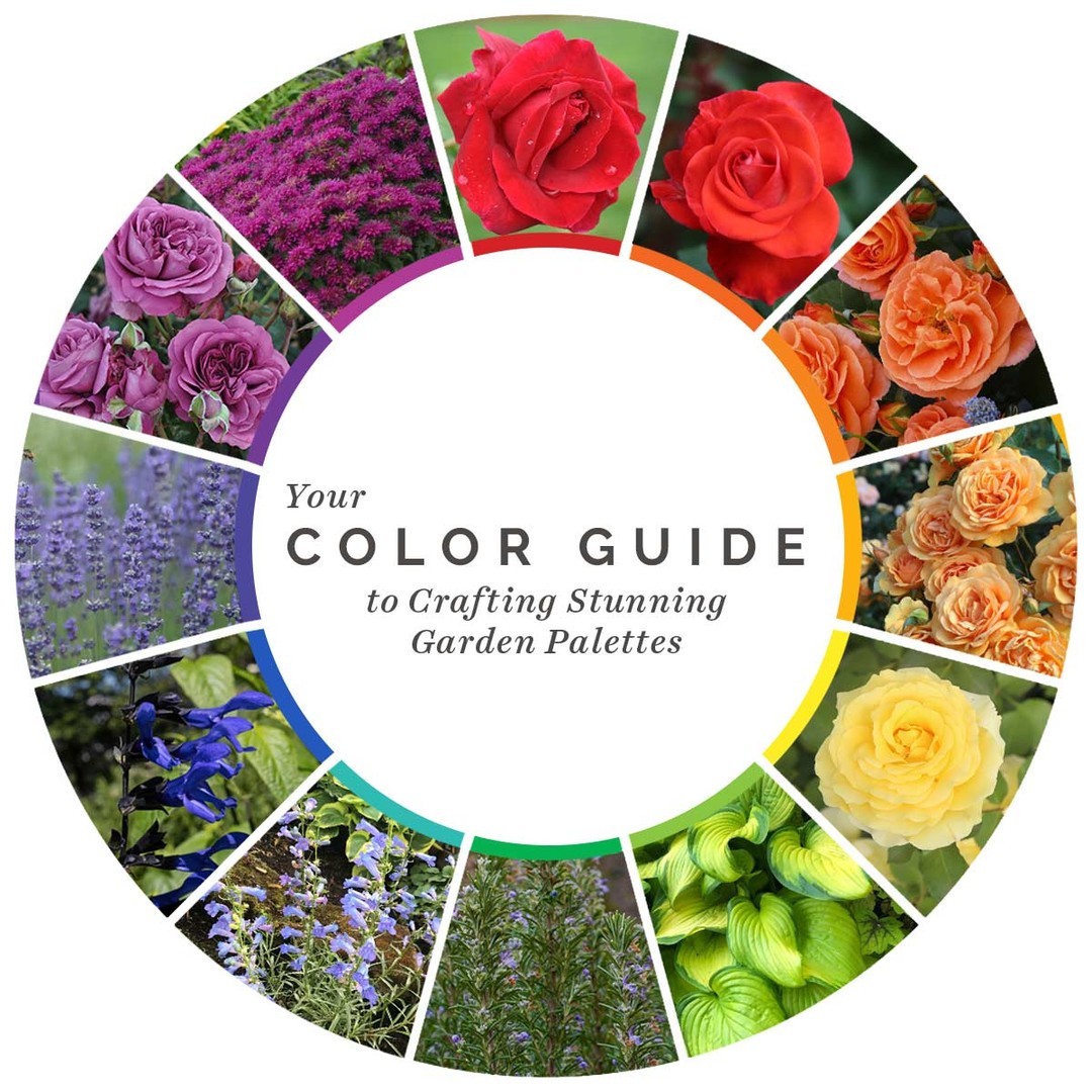 17 Garden Color Schemes To Transform Your Outdoor Space: 17 Stunning Ideas In Pictures 1 garden color schemes