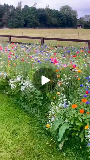 wildflower garden ideas