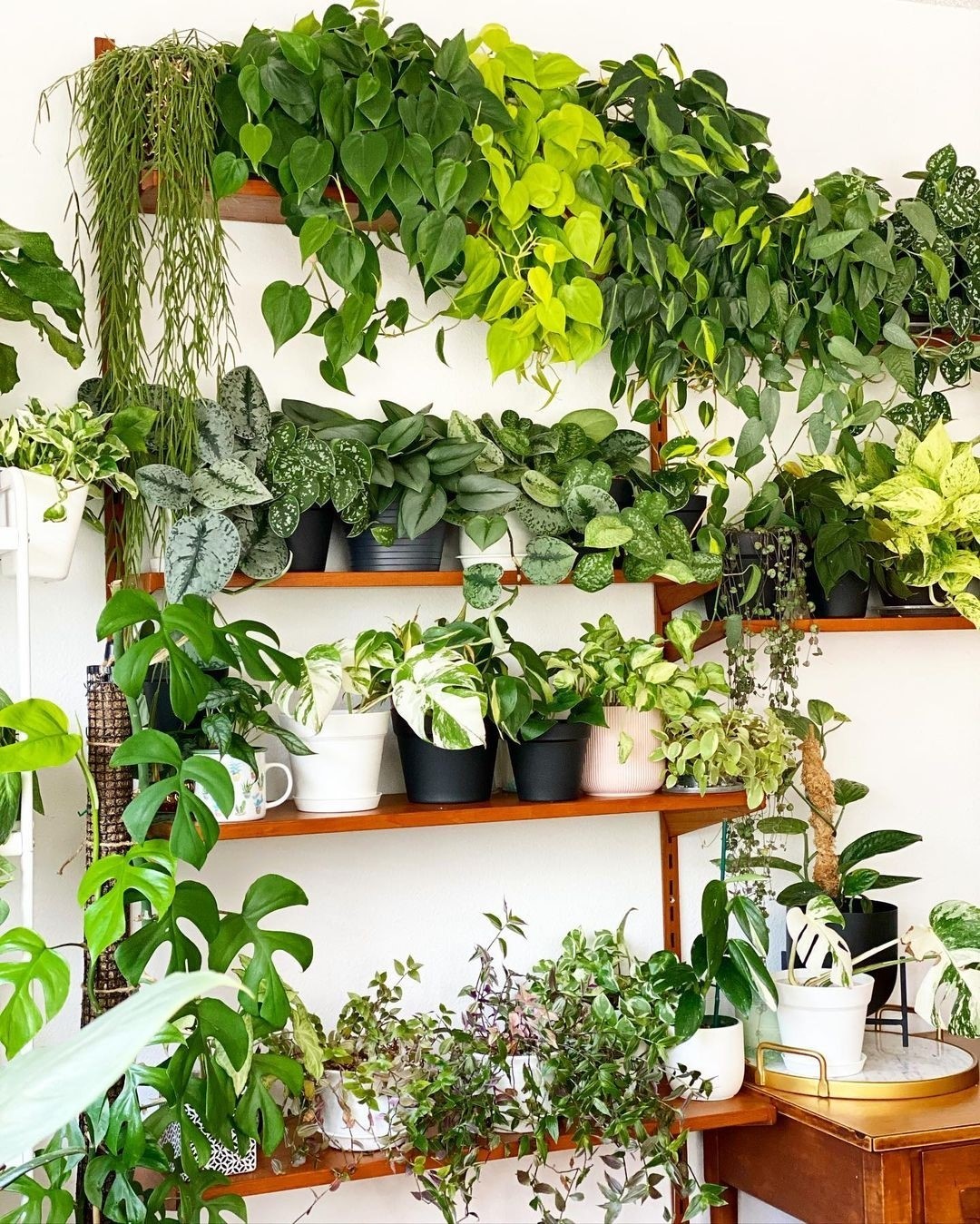 plant shelf styling