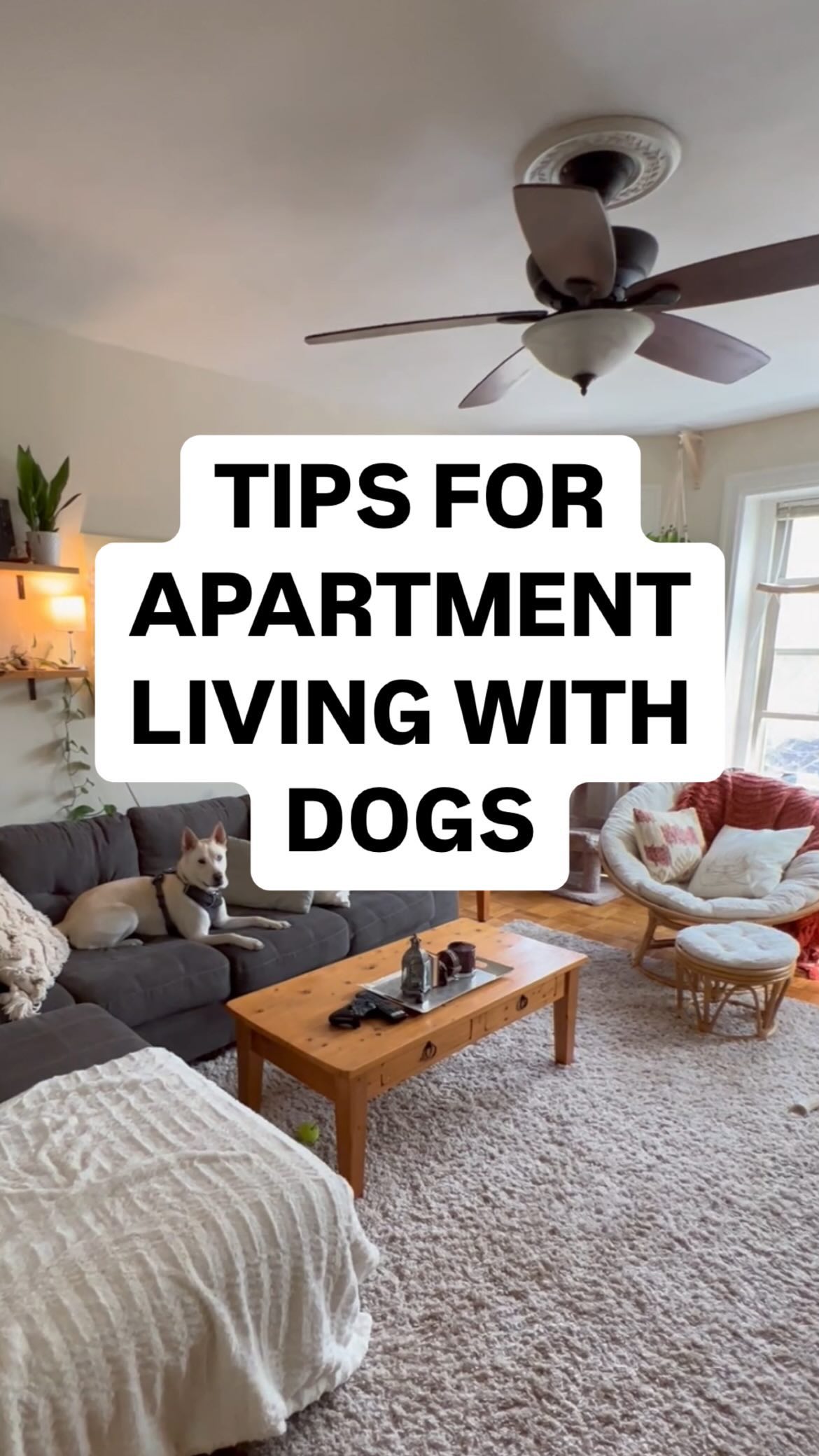pet friendly apartment decor