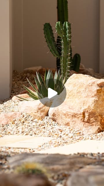 cactus garden ideas