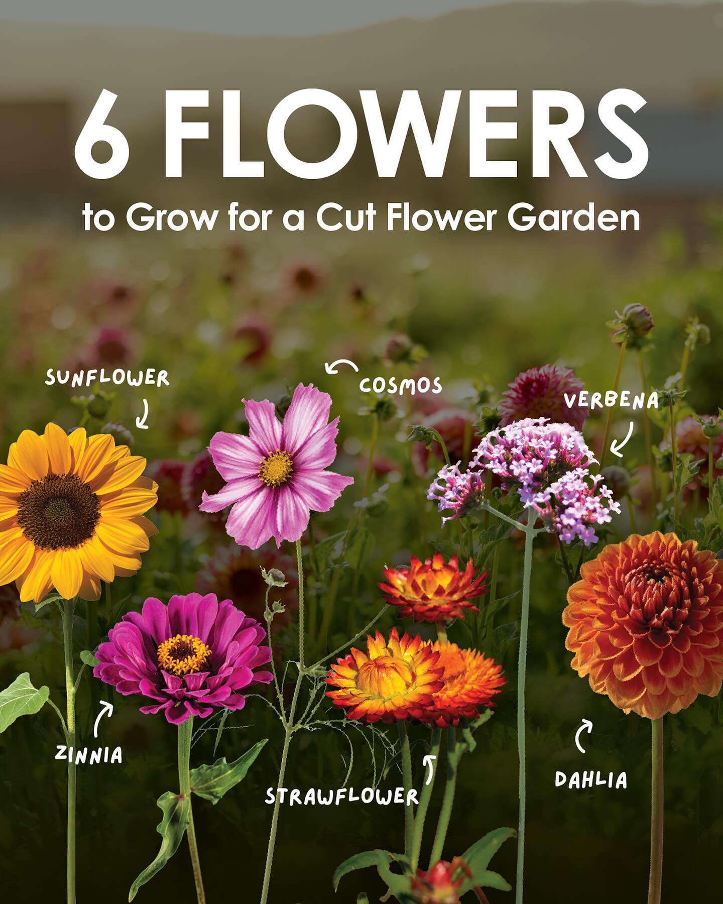 cut flower garden ideas