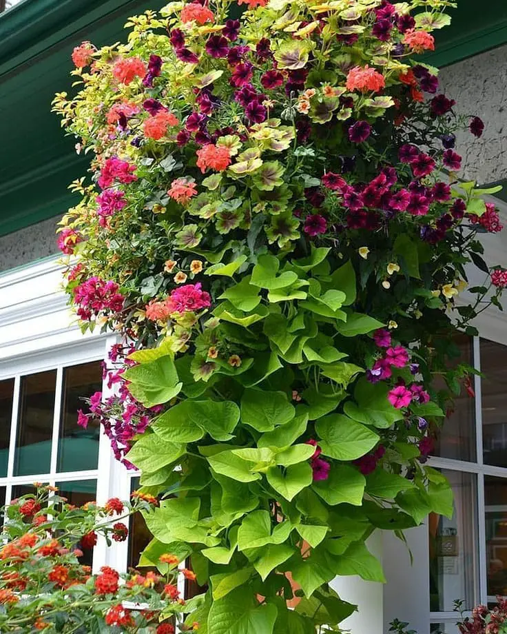 hanging basket ideas
