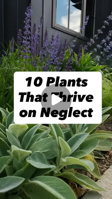 25 Low Maintenance Garden Ideas: Easy, Stylish Outdoor Looks To Copy 5 low maintenance garden ideas