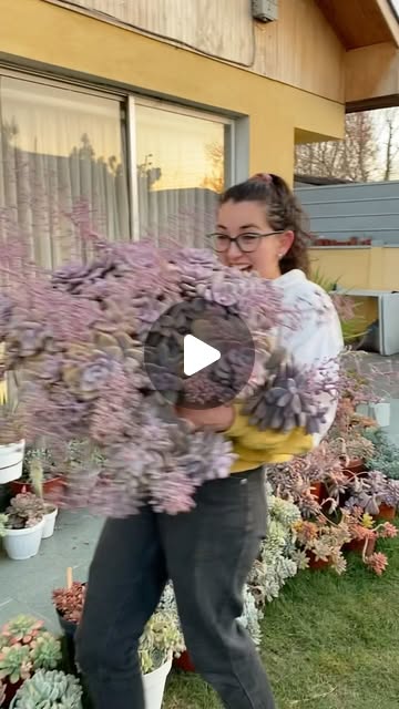 succulent garden ideas
